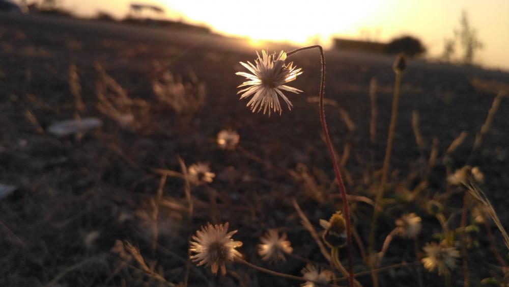 Wallpaper from nature category