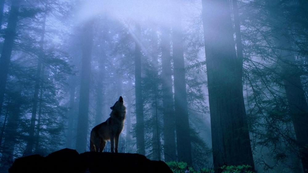 Mystical Twilight Howl in Misty Forest wallpaper