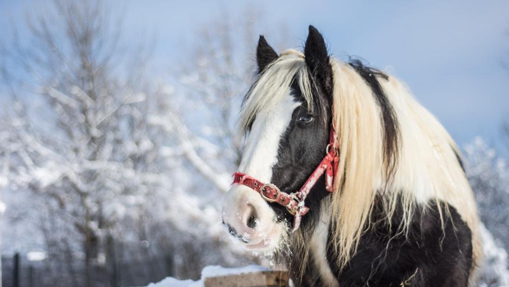 Majestic Stallion in Snowy Splendor wallpaper