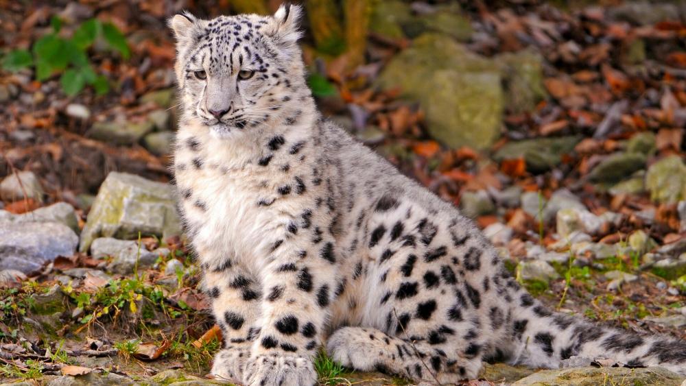 Stunning Snow Leopard Resting in Wilderness wallpaper