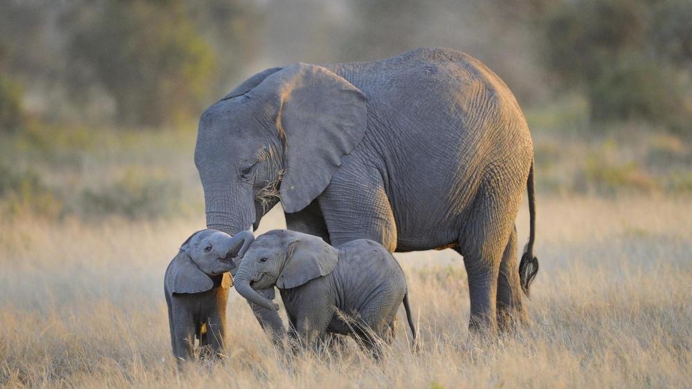 Elephant Family Bonding in the Wild wallpaper