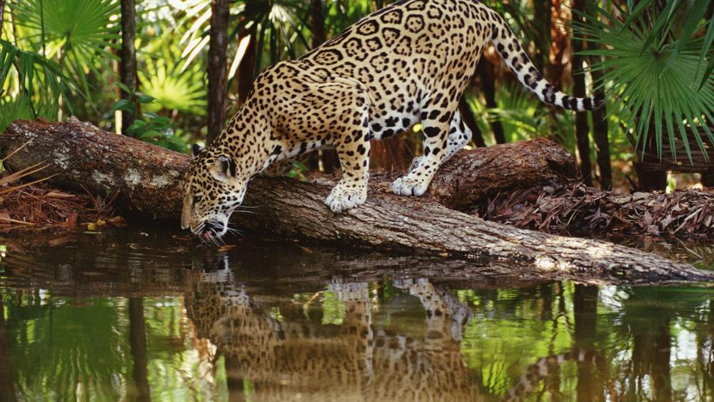 Leopard Quenching Thirst at Forest Lake wallpaper