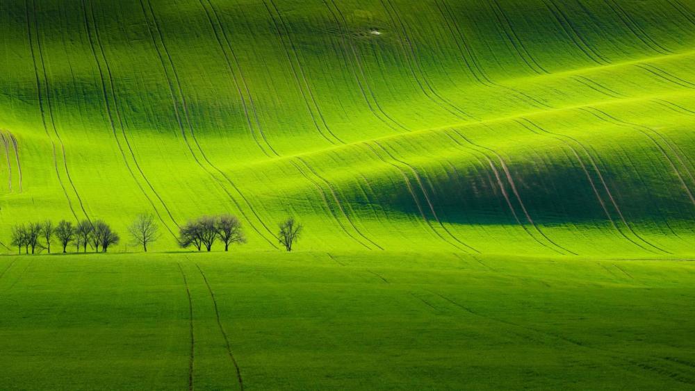 Green Hillside Serenity wallpaper