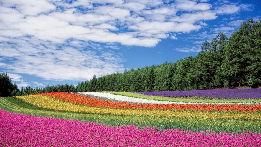 Vibrant Flower Fields of Hokkaido wallpaper