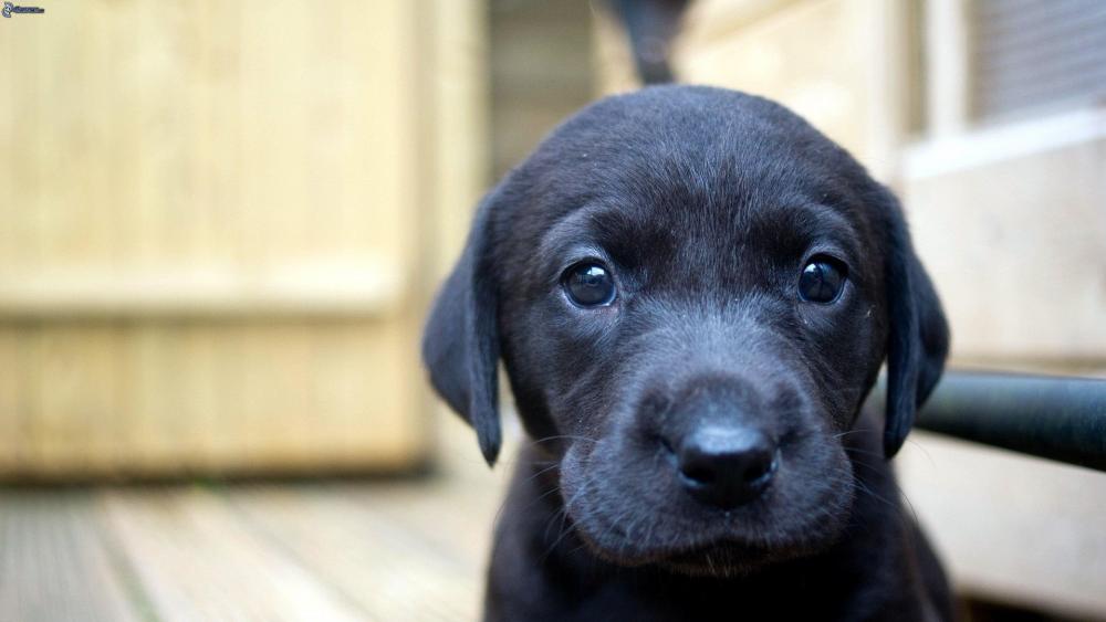 Puppy Eyes to Melt Your Heart wallpaper