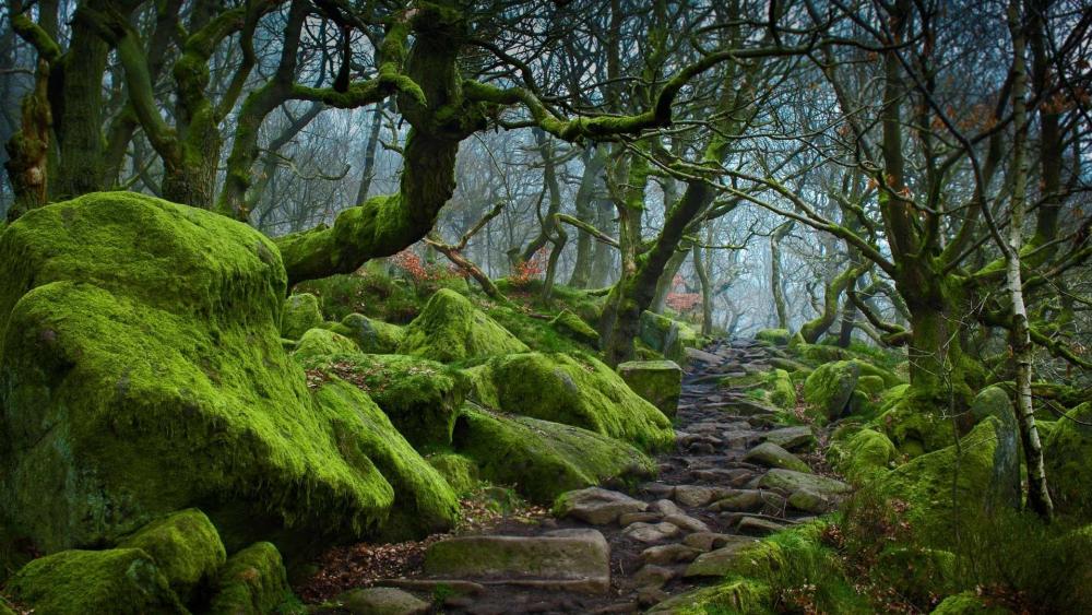 Enchanted Mossy Forest Trail wallpaper