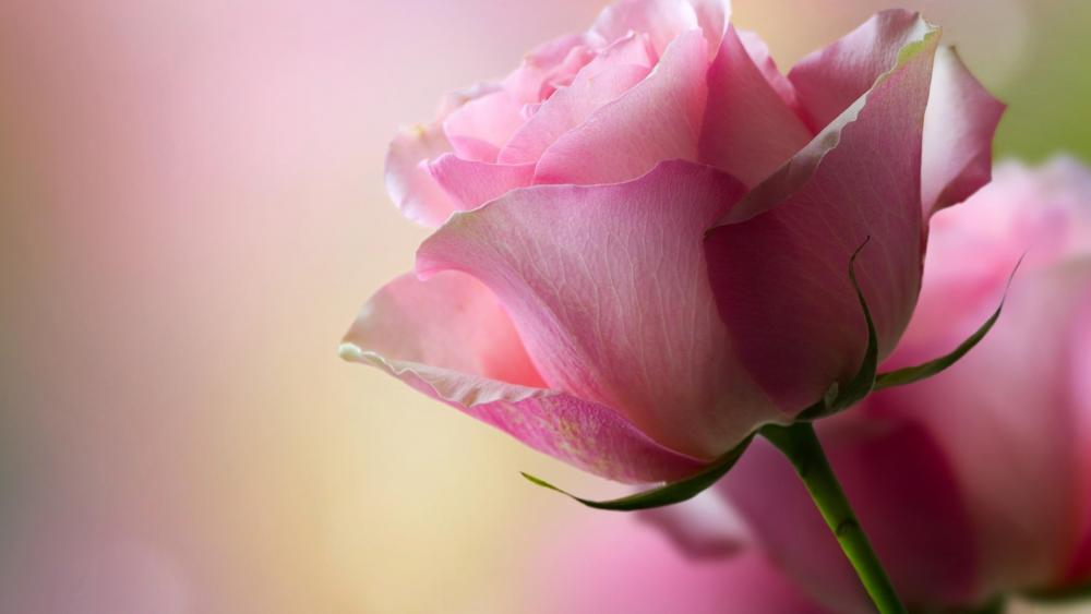 Elegant Pink Rose in Soft Focus wallpaper