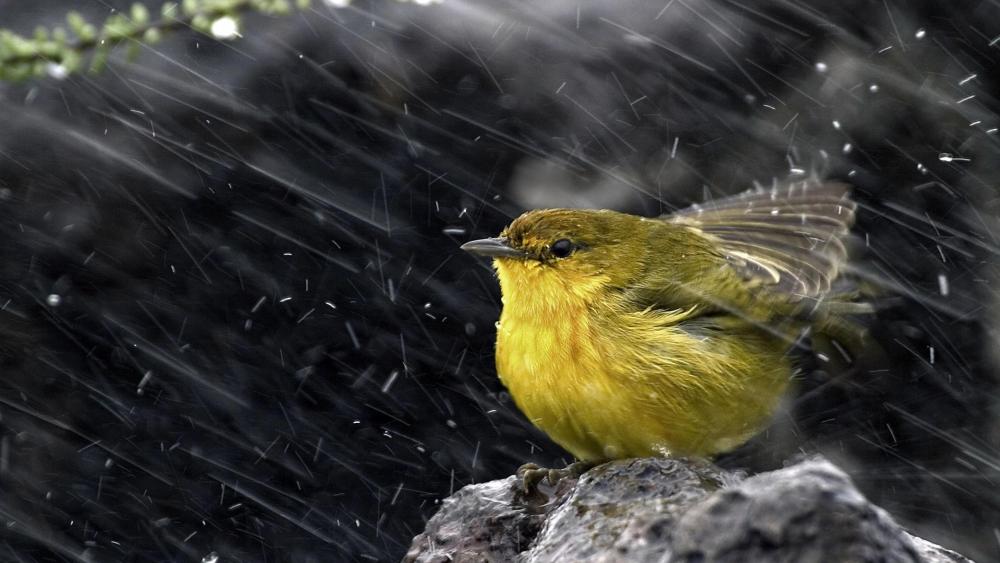 Yellow Bird Braving the Rainstorm wallpaper