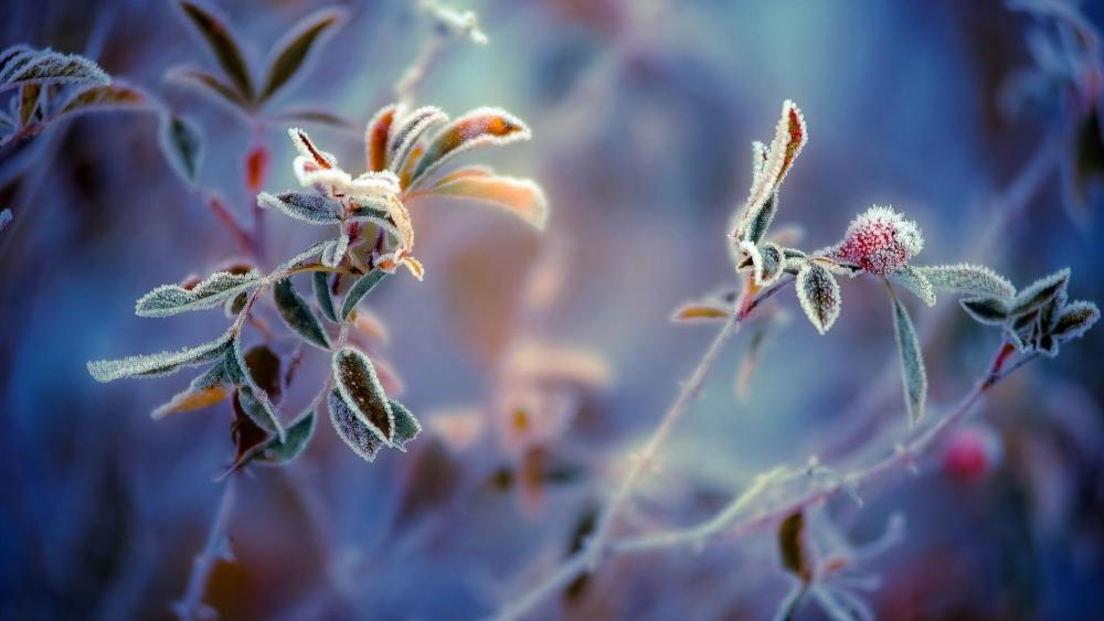 Frozen rosehips - Macro photography wallpaper