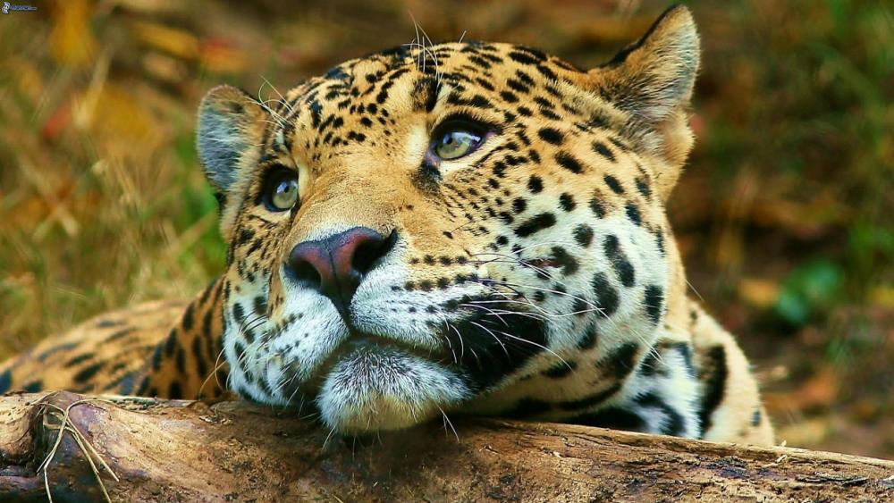 Majestic Leopard Gaze in High Definition wallpaper