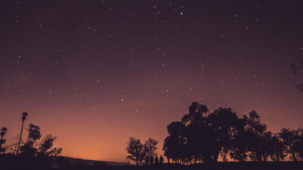 Starry Horizon with Silhouette Trees wallpaper