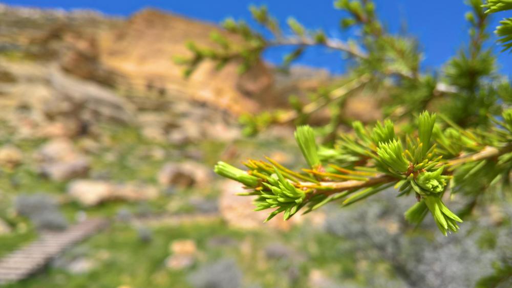 Fresh Green Sprouts Amidst Scenic Landscape wallpaper