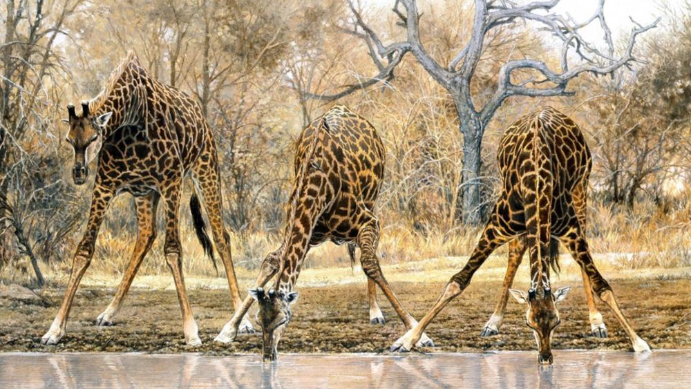 Giraffes drinking - Wildlife art wallpaper