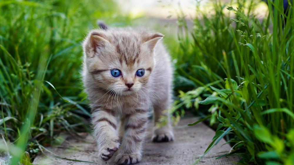 Curious Kitten Explores the Green Wilds wallpaper