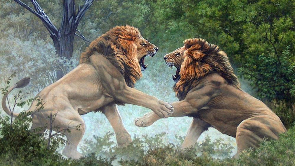 Majestic Lions In Combat wallpaper