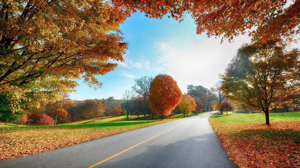 Autumn Pathway Through Vibrant Foliage wallpaper