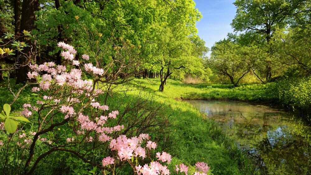 Spring Blossom by the Serene Pond wallpaper