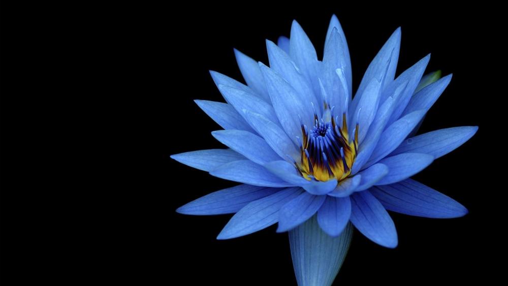 Blue lotus flower wallpaper