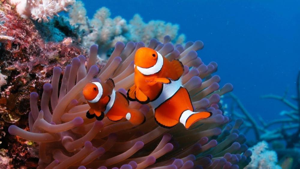 Clownfish Duo in Vibrant Coral Garden wallpaper