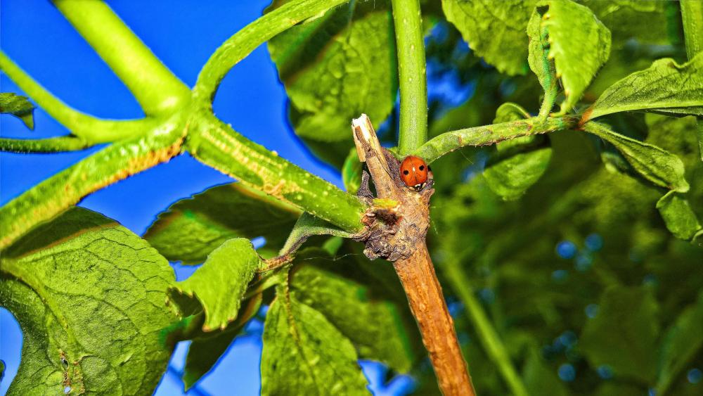 Nature's Tiny Marvels in Vibrant Colors wallpaper