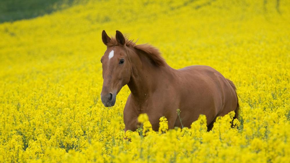 A Horse in a Vibrant Yellow Bloom wallpaper