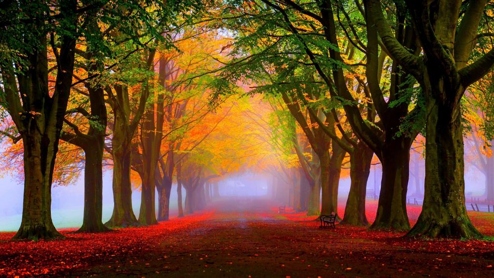 Misty Autumn Pathway Shrouded in Warm Hues wallpaper