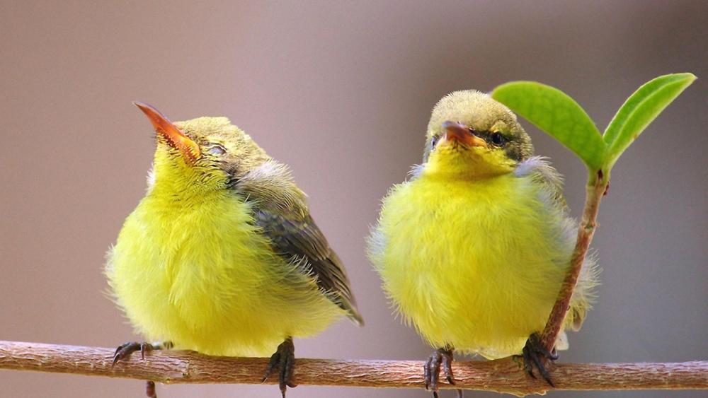 Chirpy Yellow Fledglings on a Twig wallpaper
