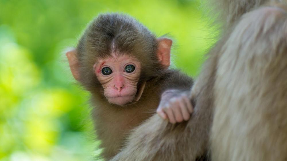 Adorable Baby Monkey Gaze wallpaper