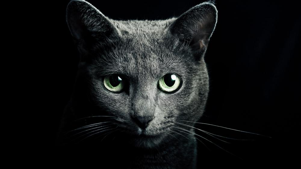 Mysterious Cat With Piercing Green Eyes wallpaper