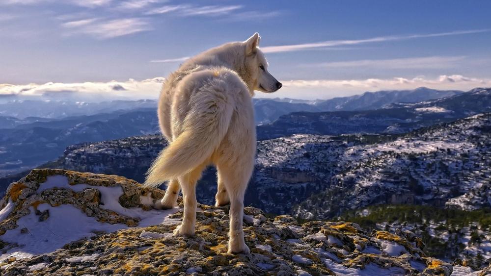 Majestic White Wolf Overlooking Mountainous Horizon wallpaper
