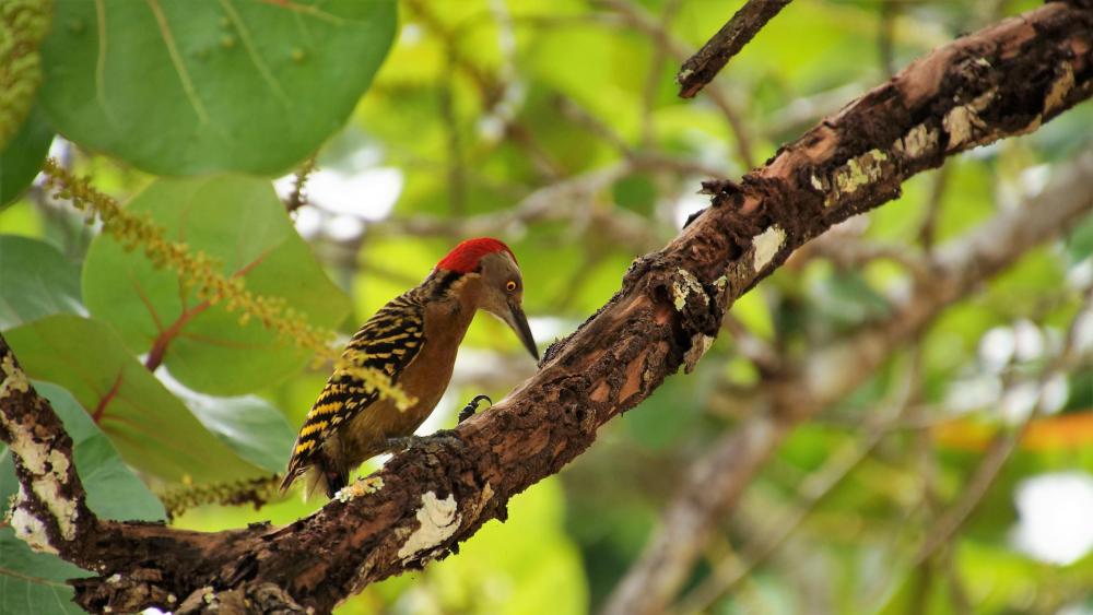 Woodpecker Perched in Natural Habitat wallpaper
