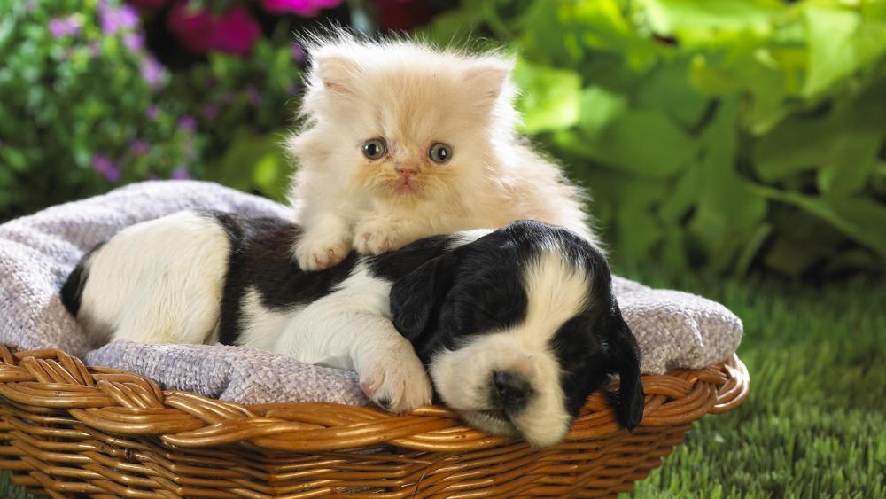Puppy and Kitten Cozy in a Basket wallpaper
