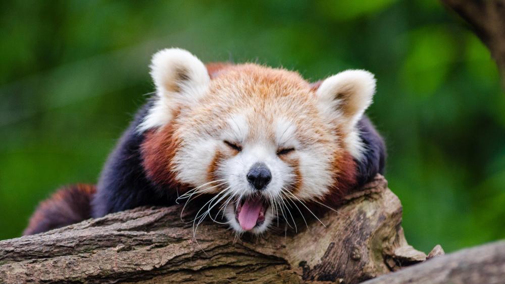 Red Panda Cub Mid-Yawn in Nature wallpaper