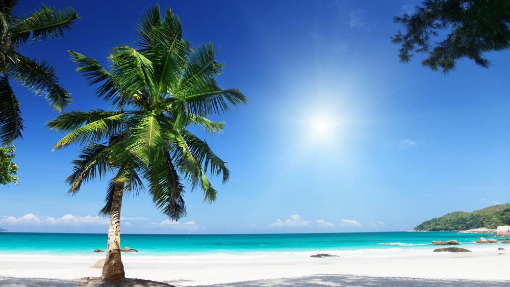 Tropical Beach Paradise Under Sunny Skies wallpaper