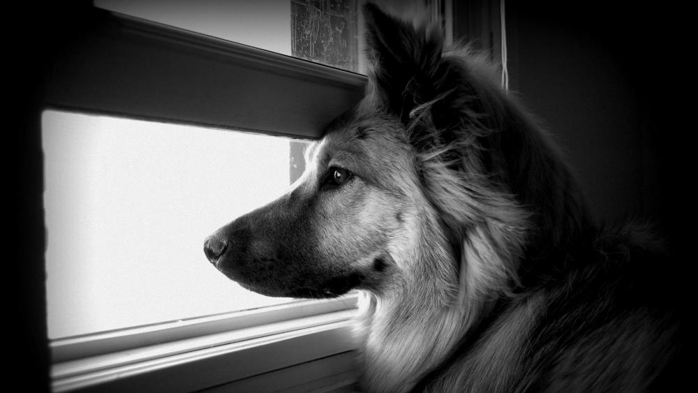 Contemplative Canine in Monochrome wallpaper