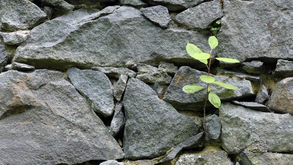 Nature's Resilience in Stone Walls wallpaper