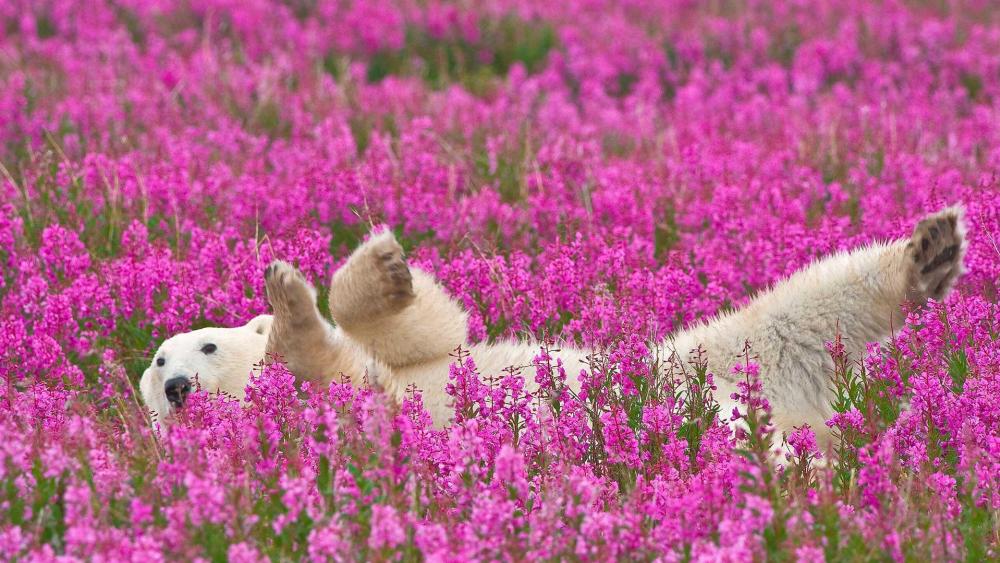 Polar Bear Bliss in Blossom Field wallpaper