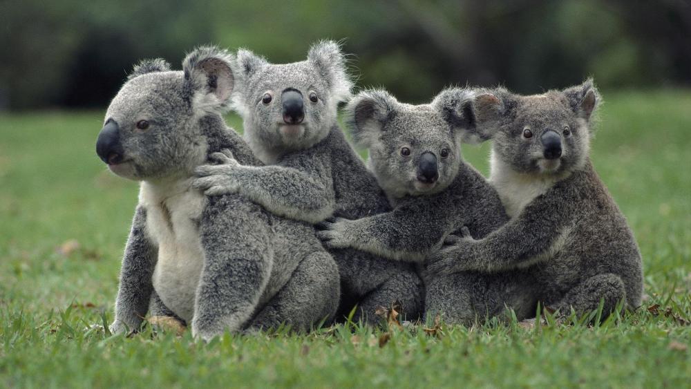 Cuddly Koala Family Gathering wallpaper