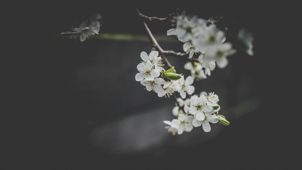 Ethereal Spring Blossoms on a Dark Background wallpaper