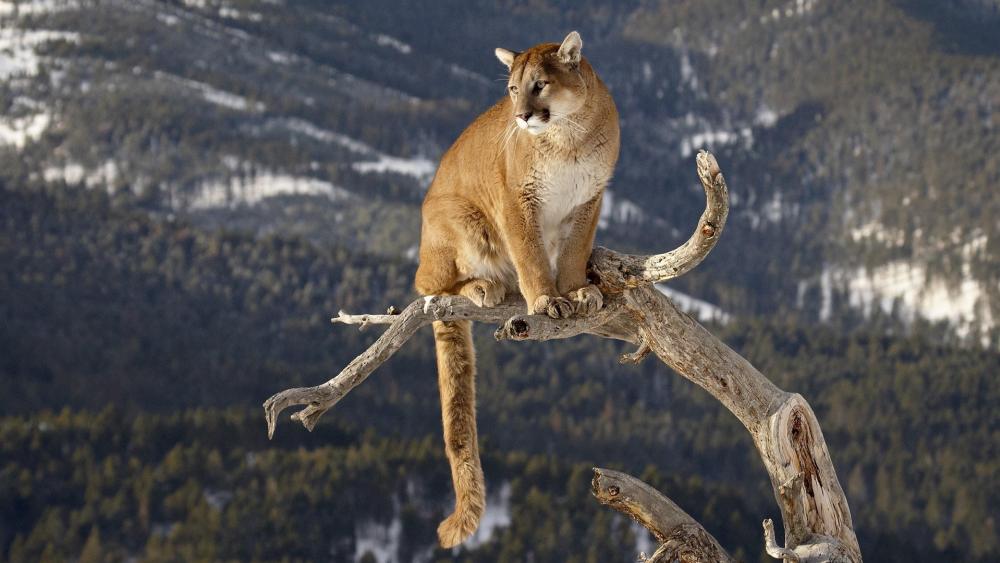 Majestic Puma Perched in a Wintry Landscape wallpaper