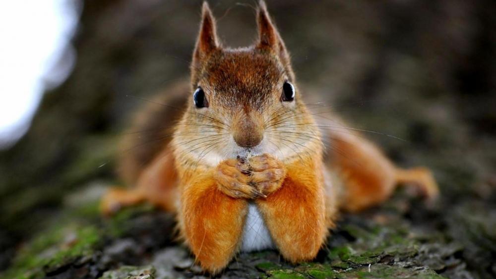 Adorable Squirrel Mid-Snack wallpaper