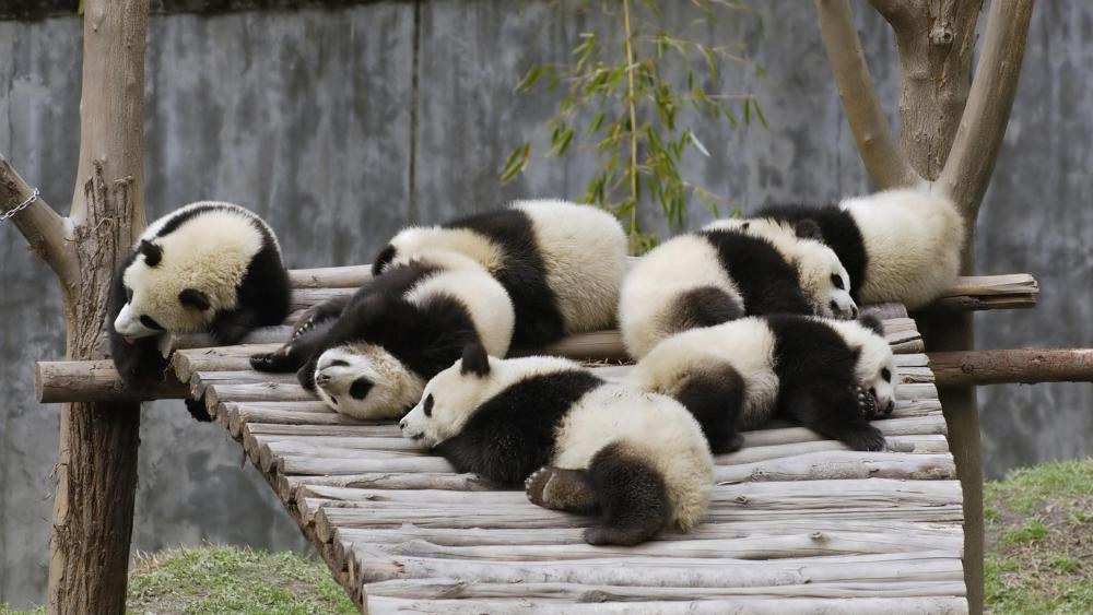 Panda Pals Lounging in Leisure wallpaper