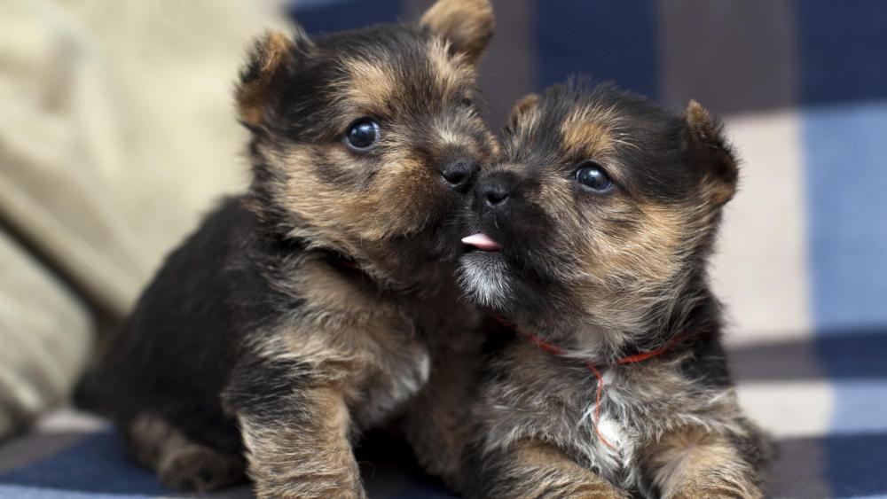 Twin Puppies Sharing a Tender Moment wallpaper