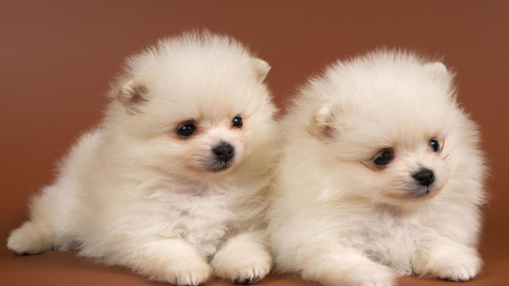Adorable Fluffy Puppies Melting Hearts wallpaper