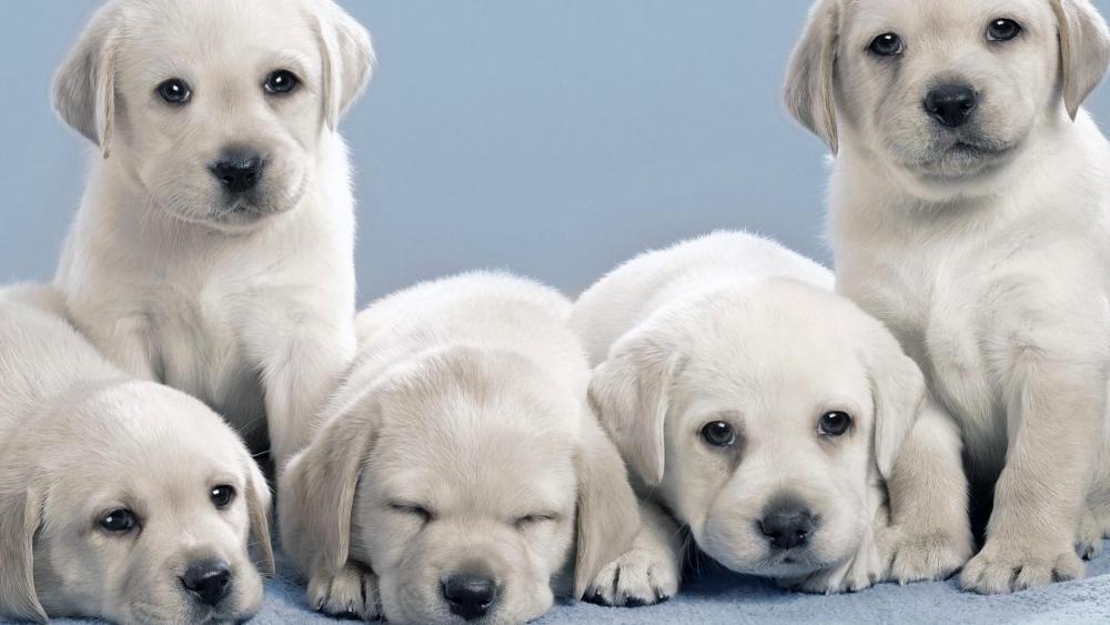 Adorable Puppies Lounging Together wallpaper