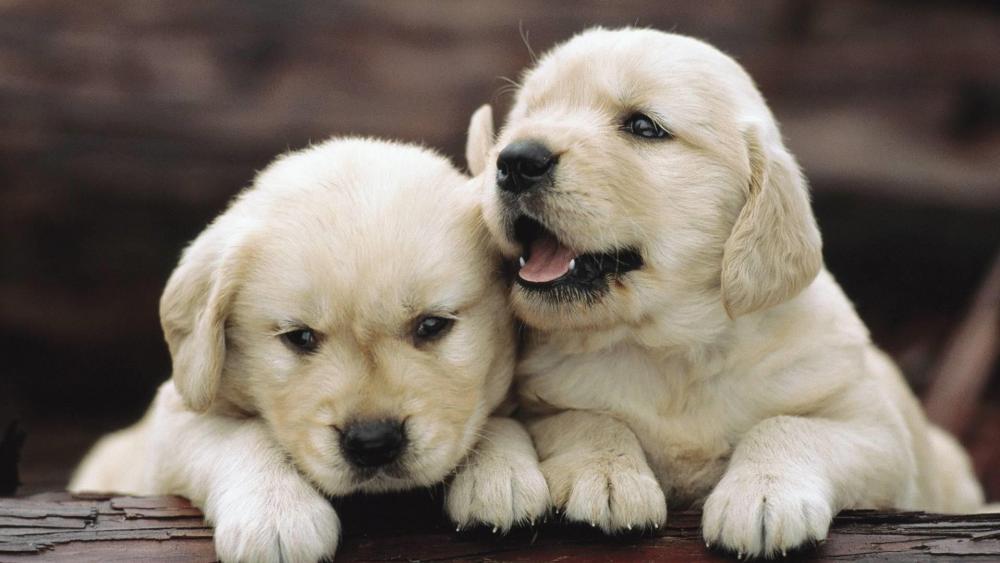 Adorable Puppy Companionship wallpaper