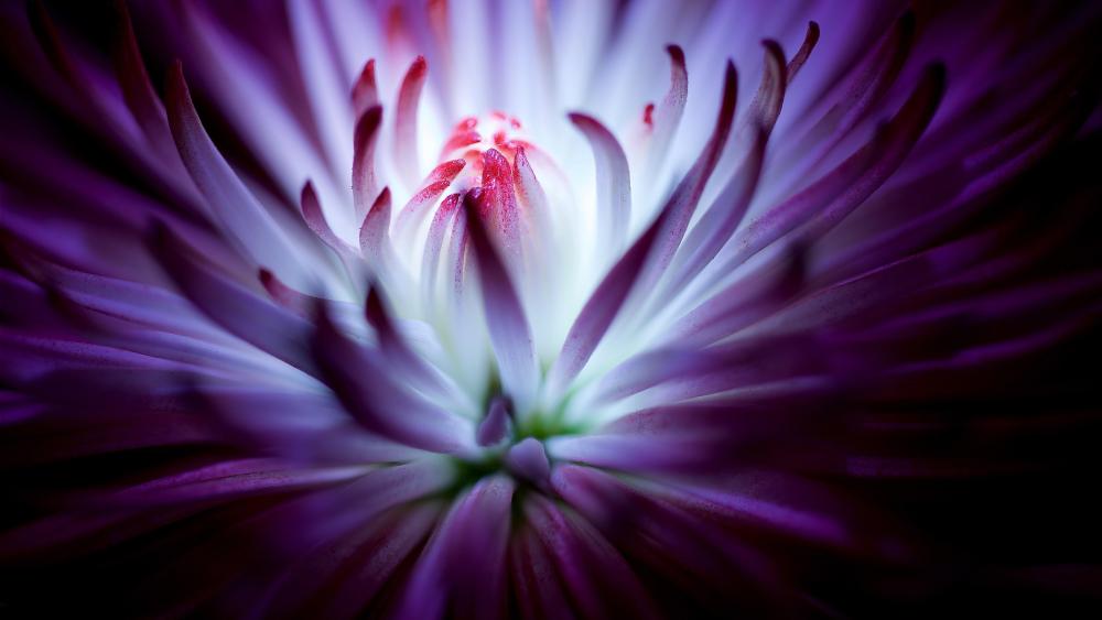 Radiant Purple Daisy Bloom in Close-Up wallpaper