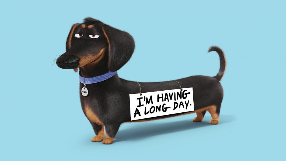 Cheeky Dachshund Shares a Giggly Mood wallpaper
