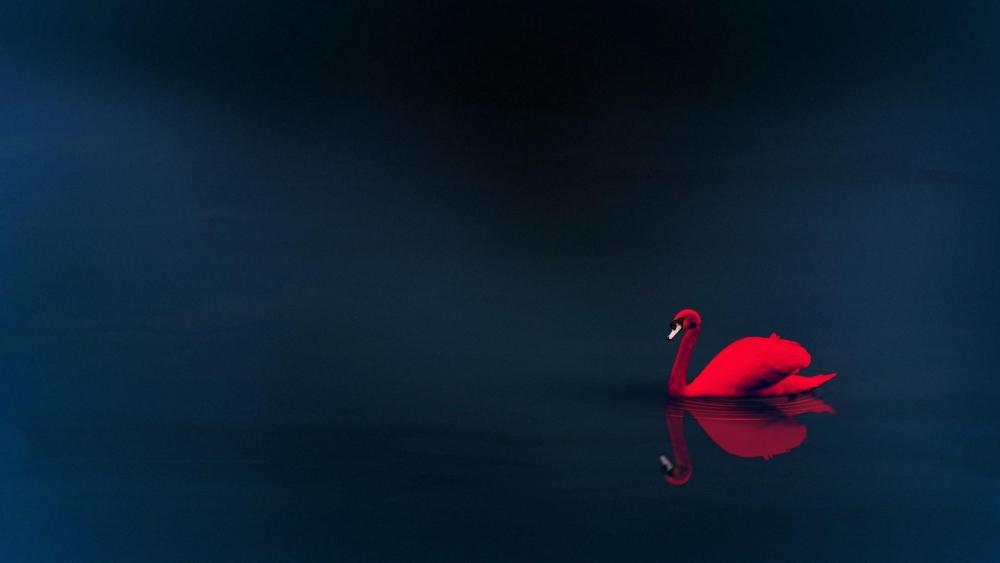 Vibrant Red Swan on Serene Water Surface wallpaper