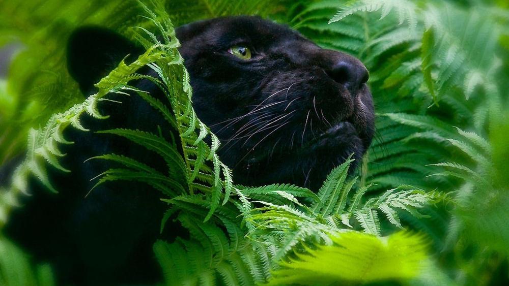 Majestic Black Panther in Lush Foliage wallpaper